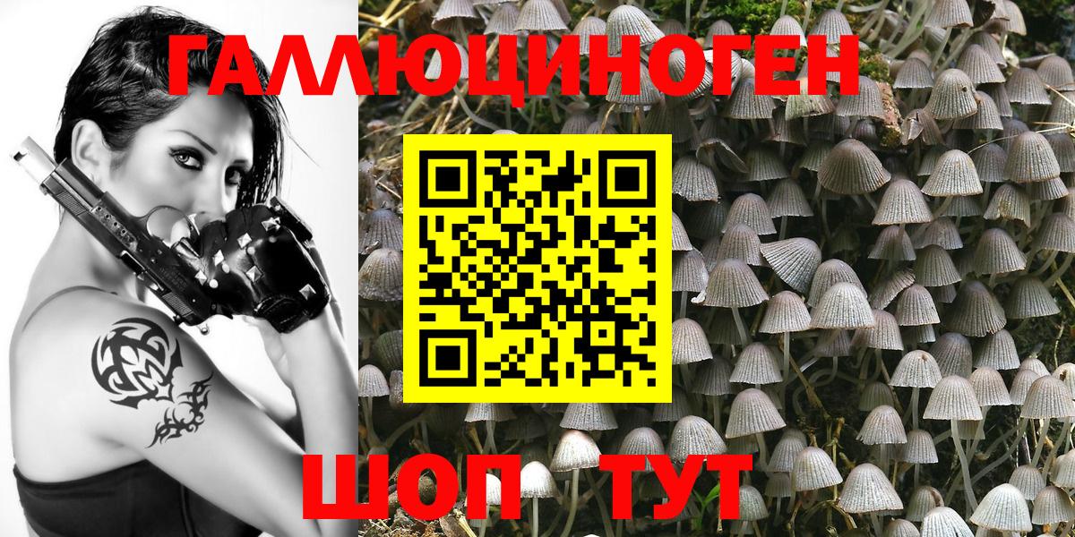 Галлюциногенные грибы Cubensis  Луга  Псилоцибиновые грибы GOLDEN TEACHER 